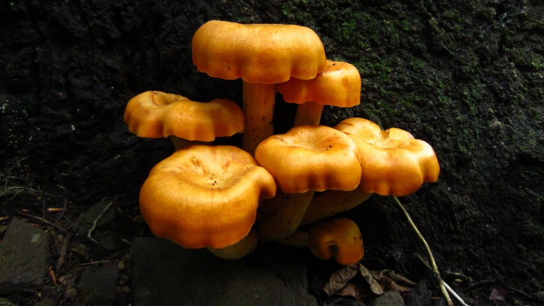 Eastern American Jack-O’-Lantern (Omphalotus illudens) 5